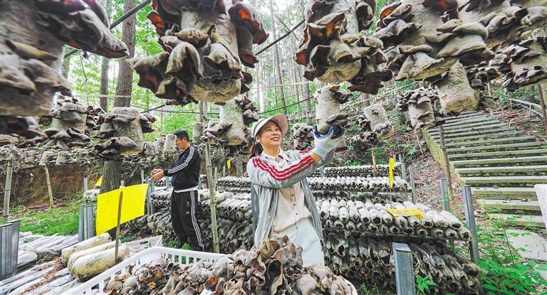 质量发展产业调研】林下生金不朽情缘游戏网站登录【高(图2)